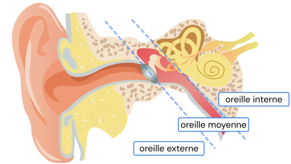 Schéma Anatomique de l'Oreille Externe, Moyenne et Interne | O-TECHNO